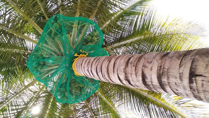 Coconut Safety Nets In Bangalore